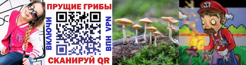 Галлюциногенные грибы Psilocybe  Пучеж 